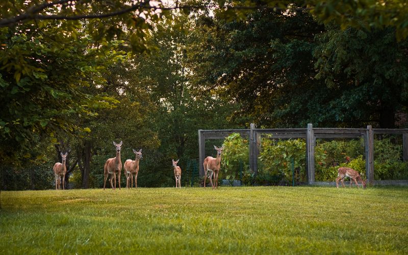 Pet Food Left Outdoors