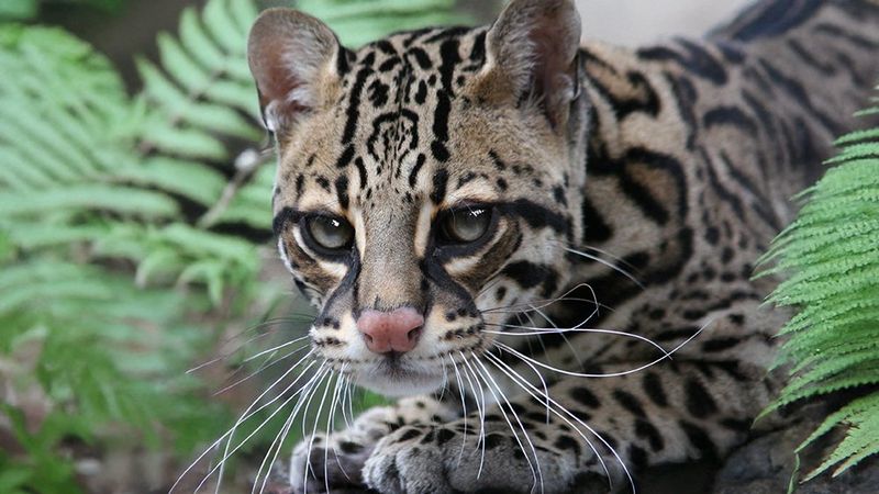 Swamp Specter: The Ocelot