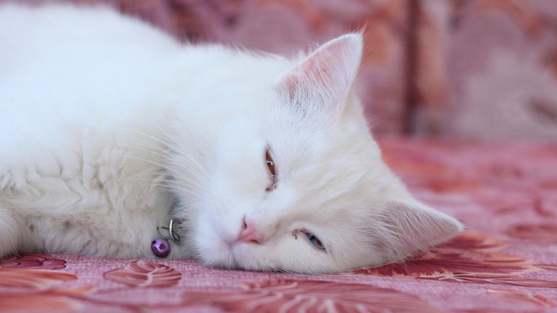 Sleeping With Eyes Partially Open