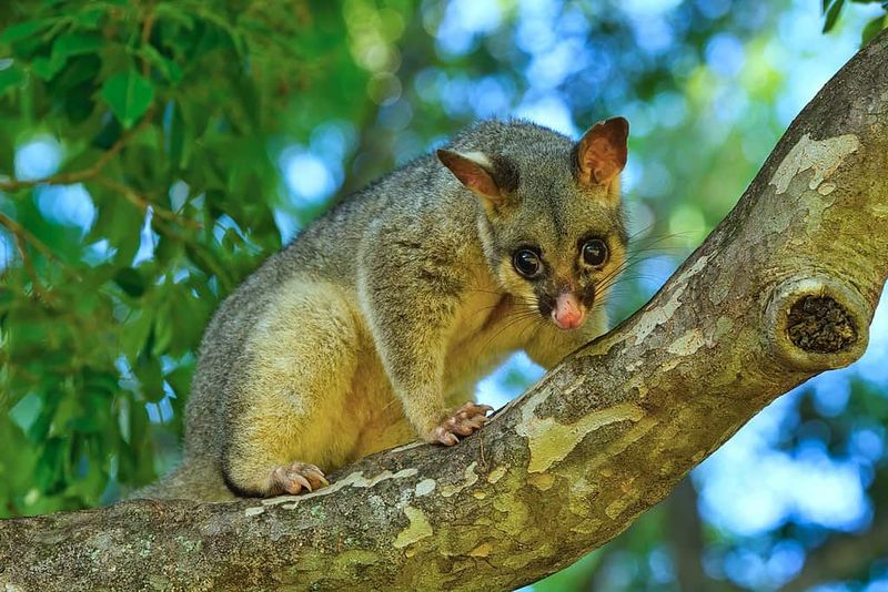 A Decade-Long Effort Brings Wildlife Back From The Brink