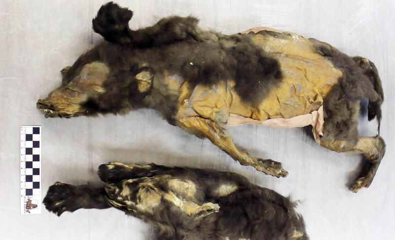 Tumat Puppies: Challenging Dog Domestication Theories