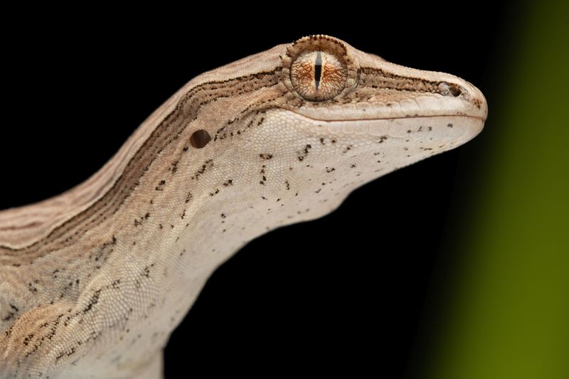 What A Gecko's Balance Organ Can Really Do