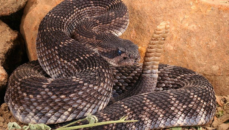 The Rattle: Their Key Identification Feature