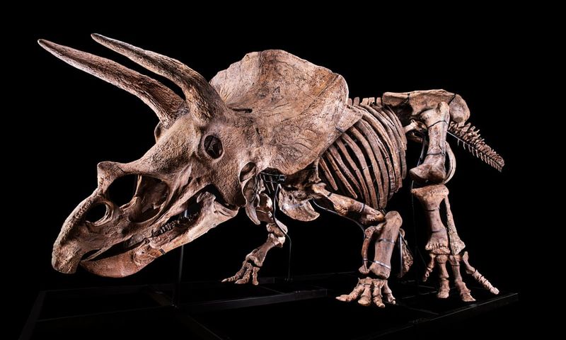 Triceratops