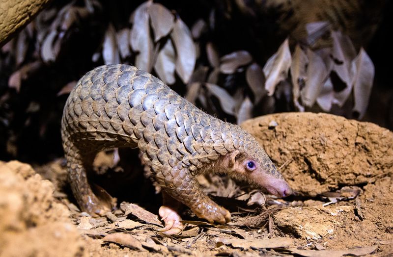 Pangolins Play A Vital Role In Ecosystem Health