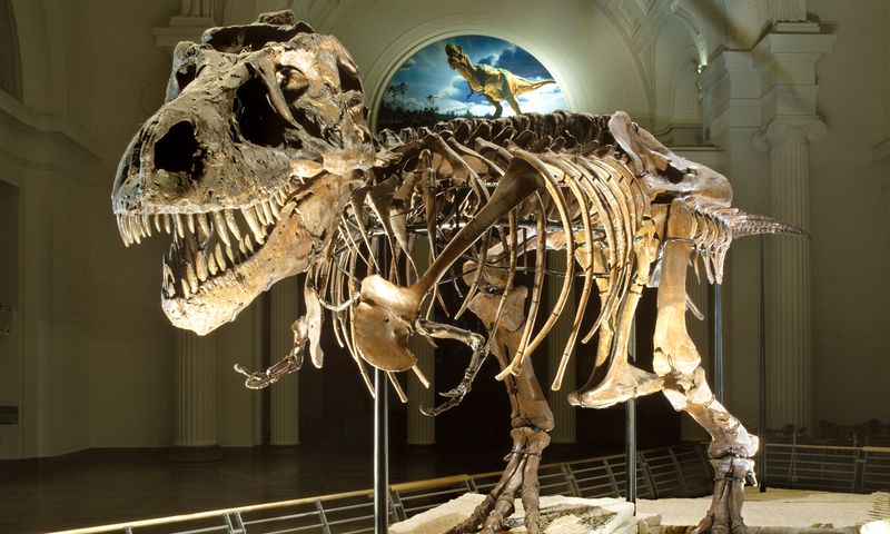 Sue the T. Rex