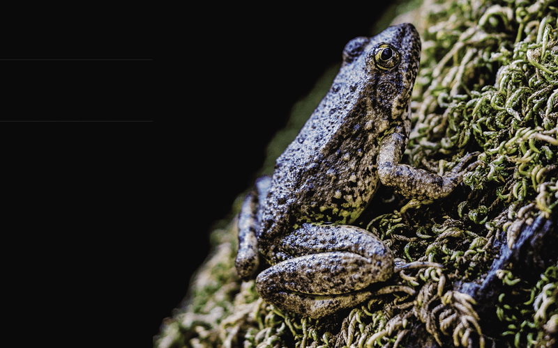 Limited Genetic Adaptability