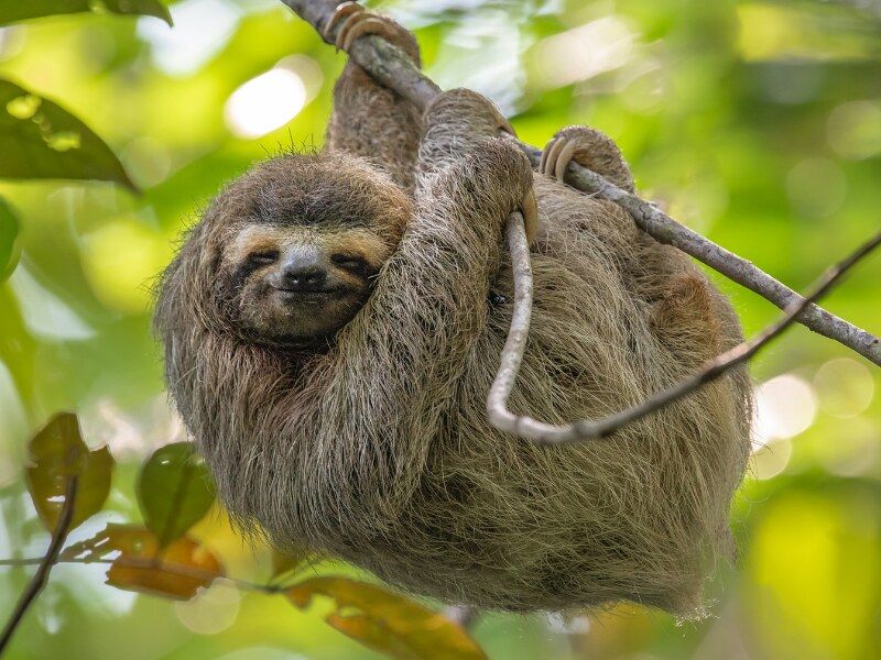 Costa Rica's Sloth Sanctuaries