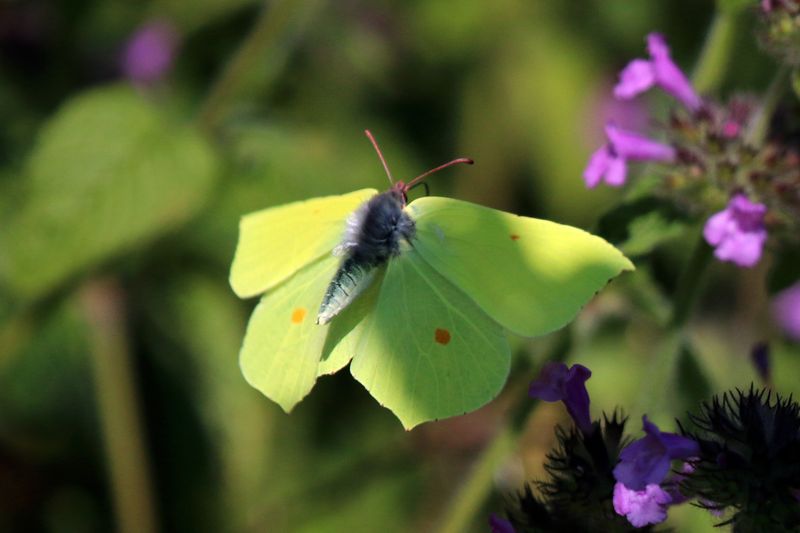 Brimstone Butterfly