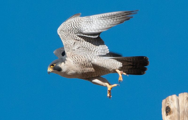 Peregrine Falcon: The Speed Champion