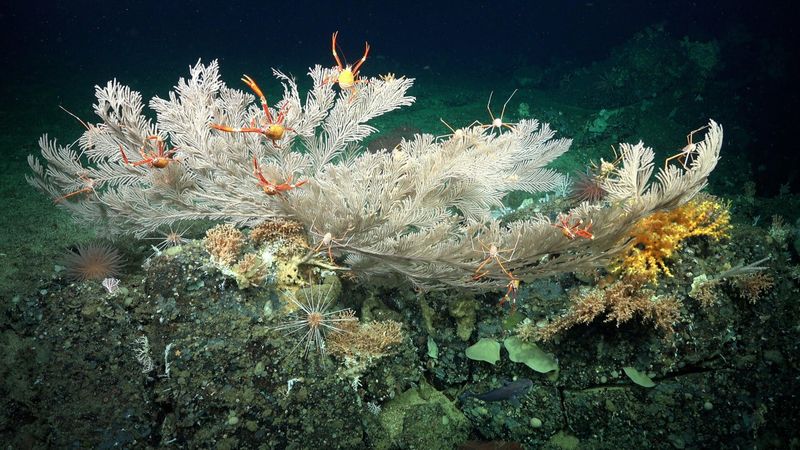 The Role Of Corals In Deep-Sea Ecosystems
