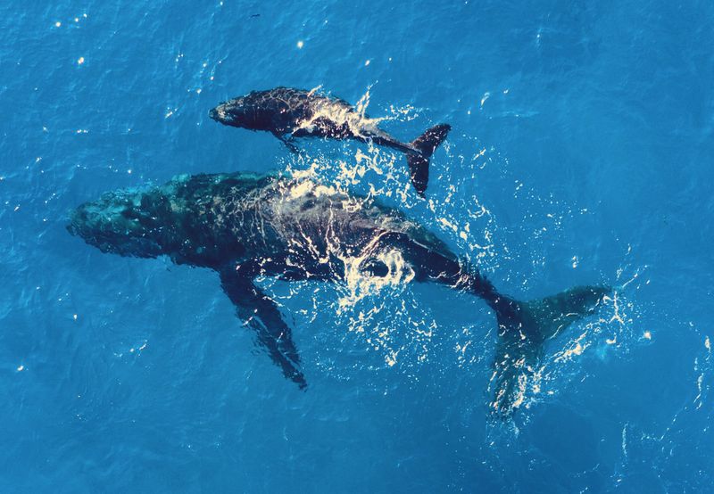 How Human Activities Threaten Vital Migratory Routes