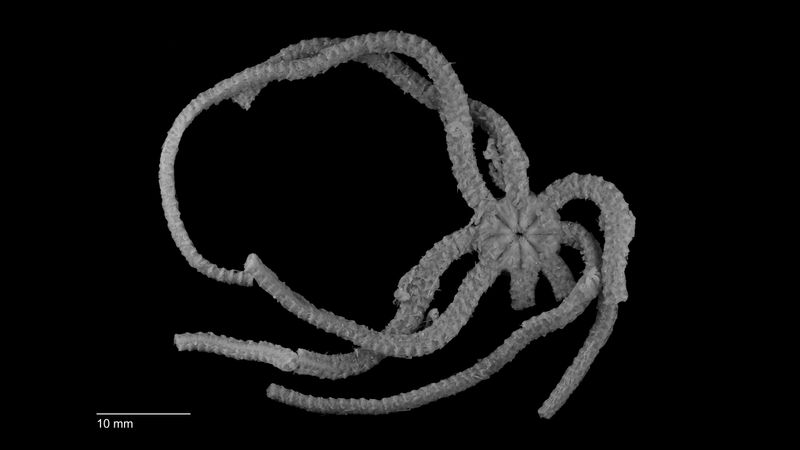 Meet Ophiojura Exbodi: The Brittle Star With Unique Features