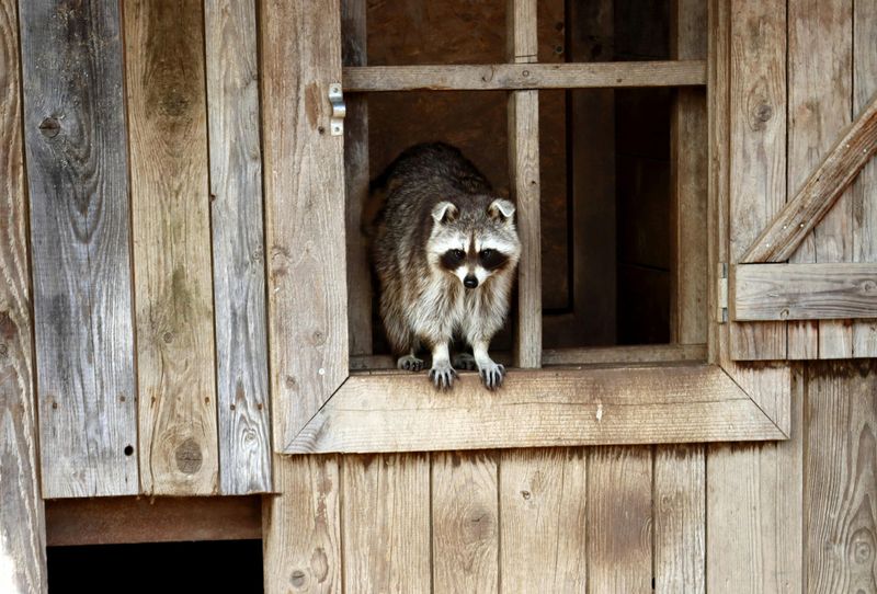 Midnight Chicken Thieves: Raccoons