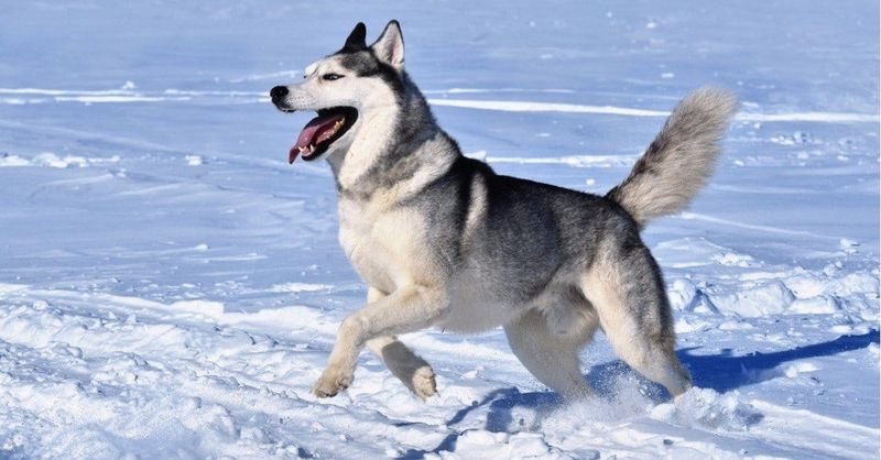 Cold-Weather Specialists: Siberian Huskies