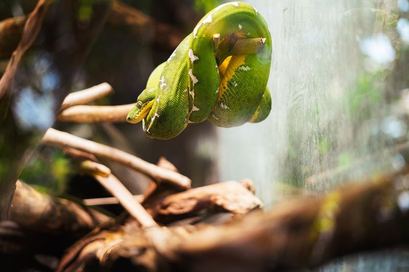 Treetop Dwellers