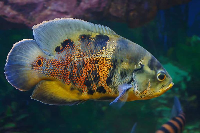 School Aquarium Releases