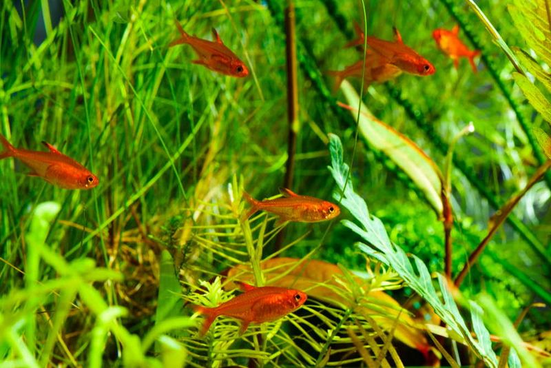 Tiny Ember Tetras