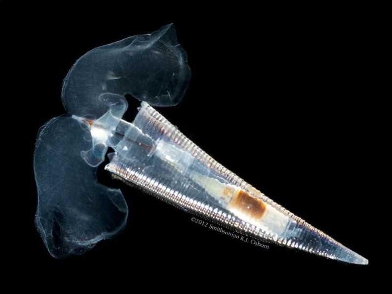 Sea Butterflies: Pteropods