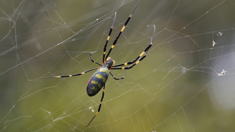 Keep Perspective On Their Invasive Status
