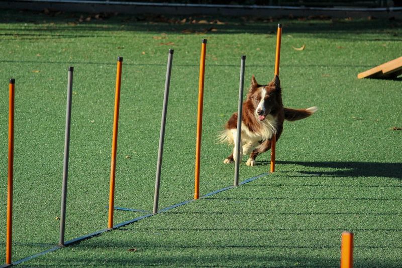 Provide Plenty Of Exercise