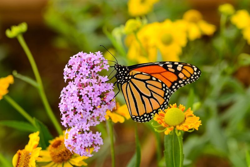 Planning Your Wildflower Meadow