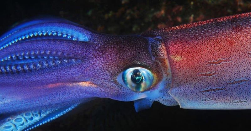 The Colossal Squid's Unique Adaptations To Life In The Deep Ocean