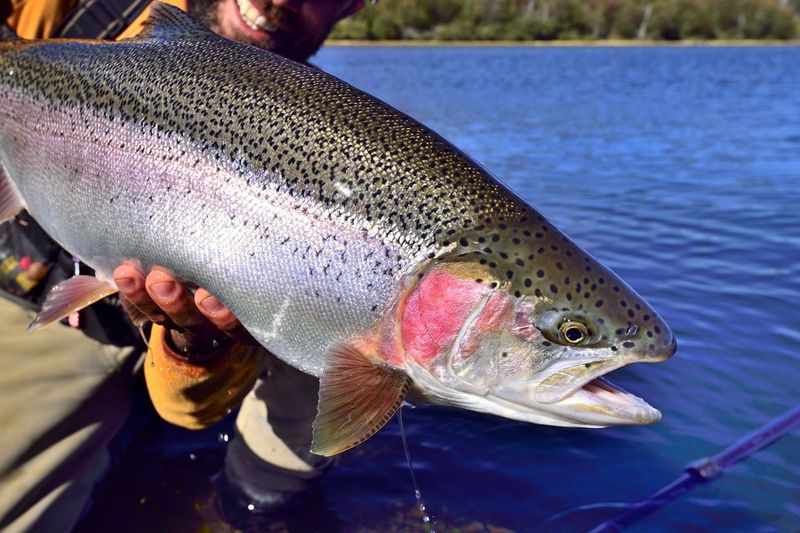 How Air Asphyxia Causes Pain To Fish