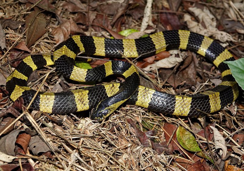 The Snake's Physical Features