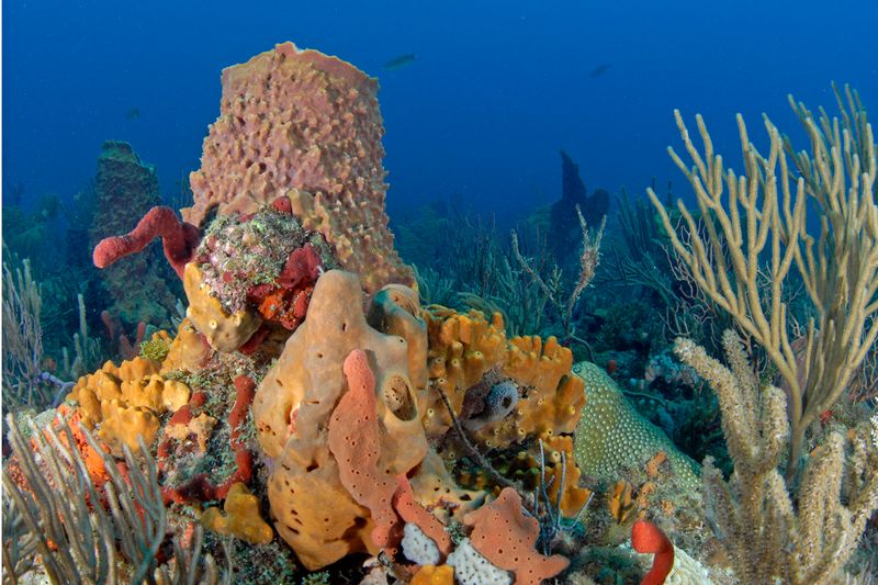 The Ecological Importance Of Cayo Margarita In Coral Reefs