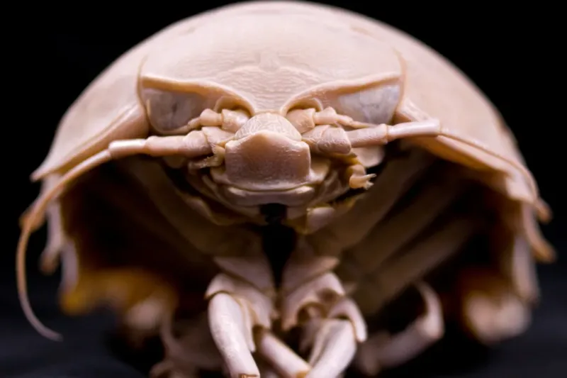 New Arthropod Species Found In The Deep