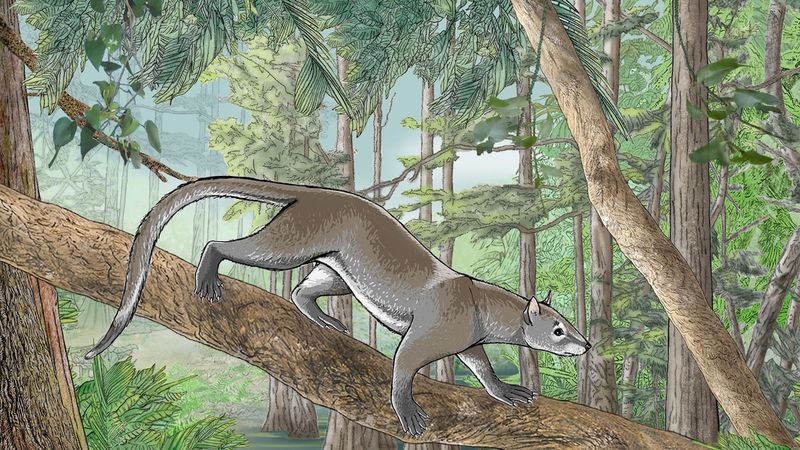 The Discovery's Implications For The Ecological Niches Of Paleocene Mammals