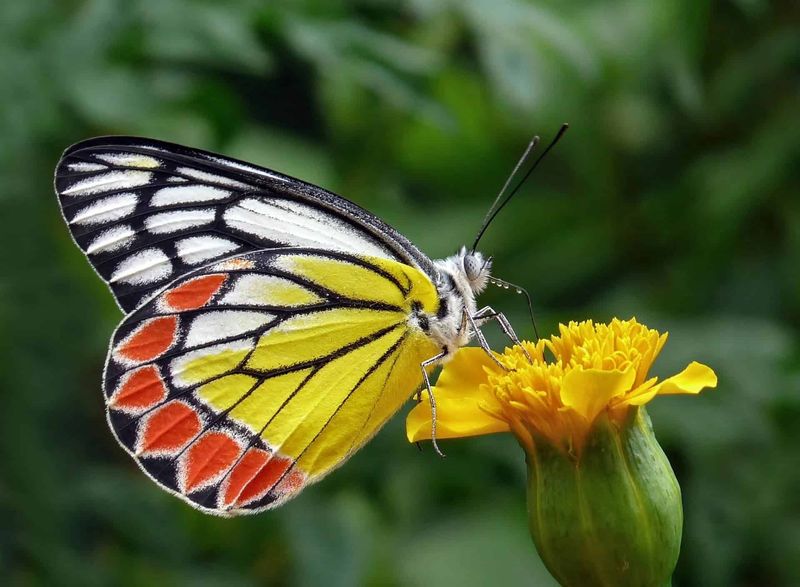 Rewriting Insect Evolution: Butterflies And Moths Before Flowers