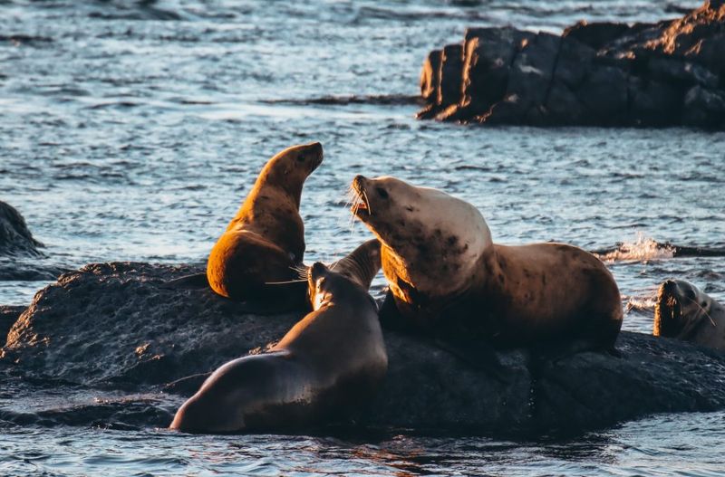 Marine Life Beyond Whales