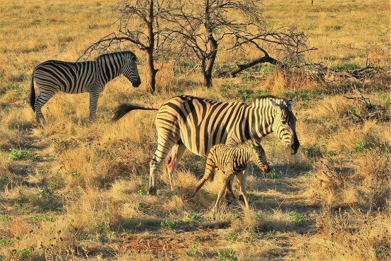 Striped Sprinters Mastering Camouflage