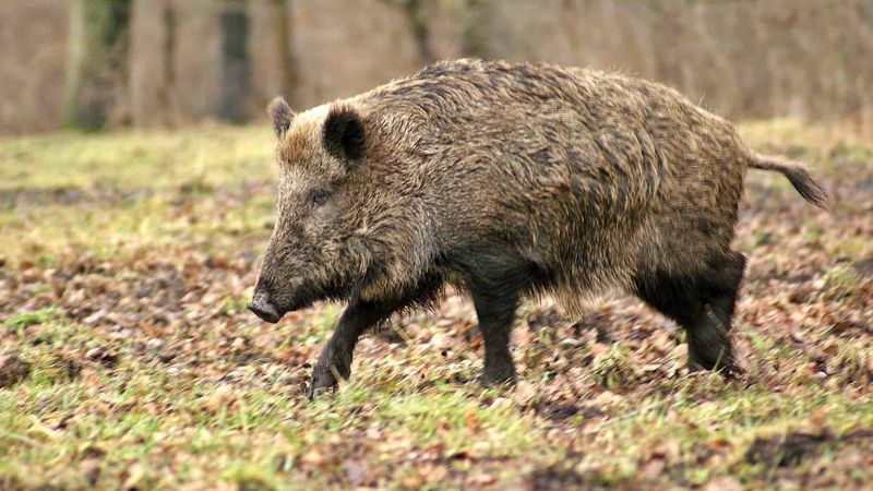 Bulldozers With Tusks: Feral Hogs