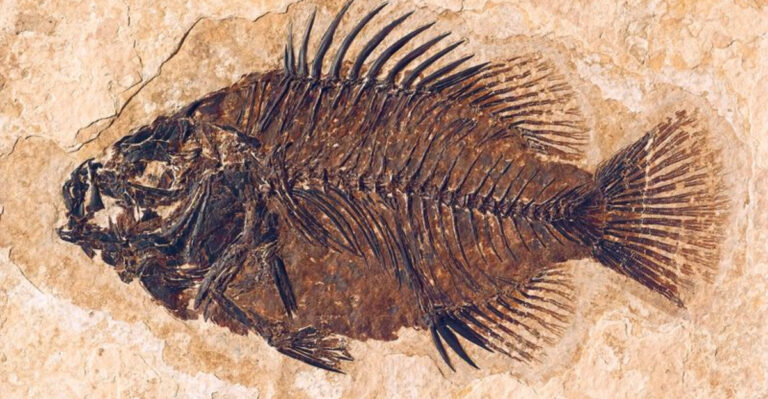 Underwater Neighbors? 12 Facts About The Fish And Crabs Fossilized With Dinosaurs