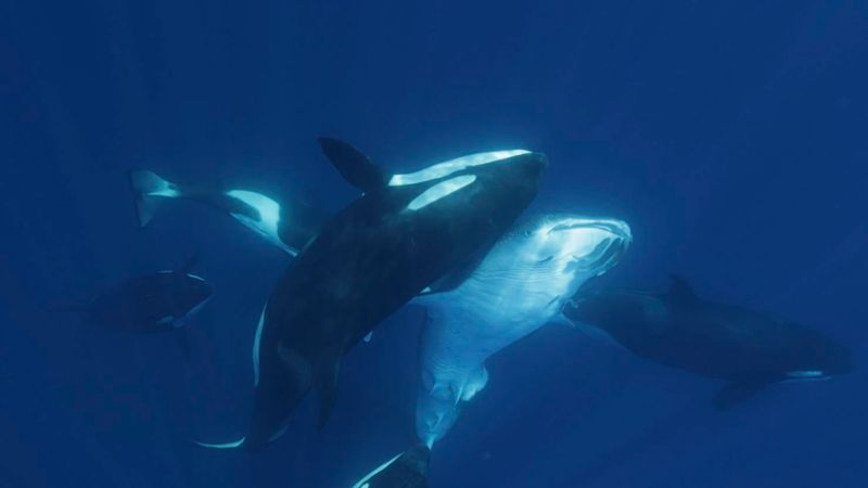Flipping Great White Sharks To Induce Paralysis