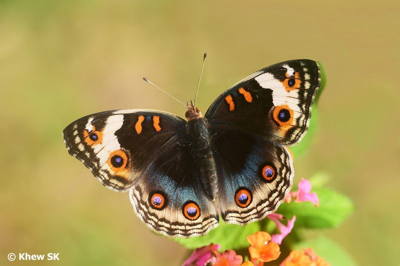 Eyespot Functions