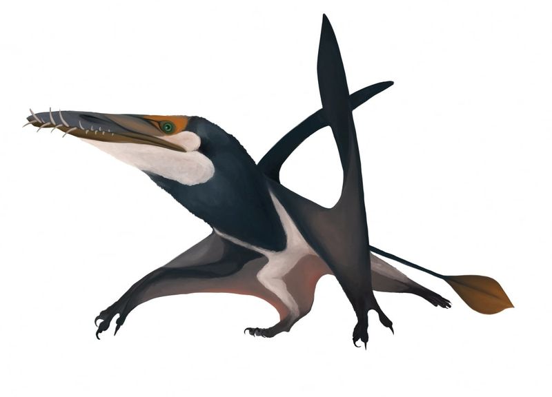 Meet Dearc Sgiathanach The Sky-Winged Reptile