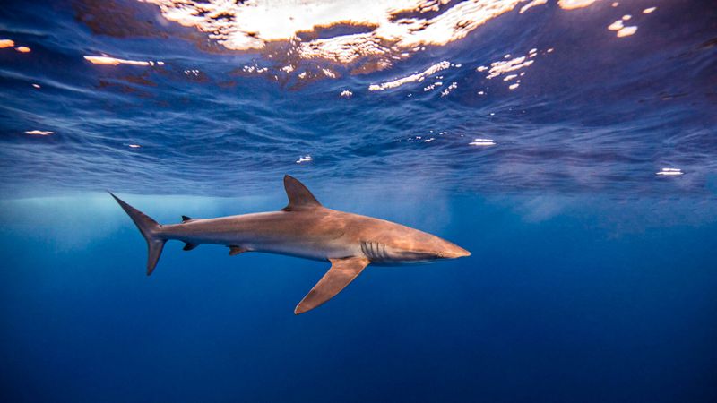 Conservation Challenges Ahead