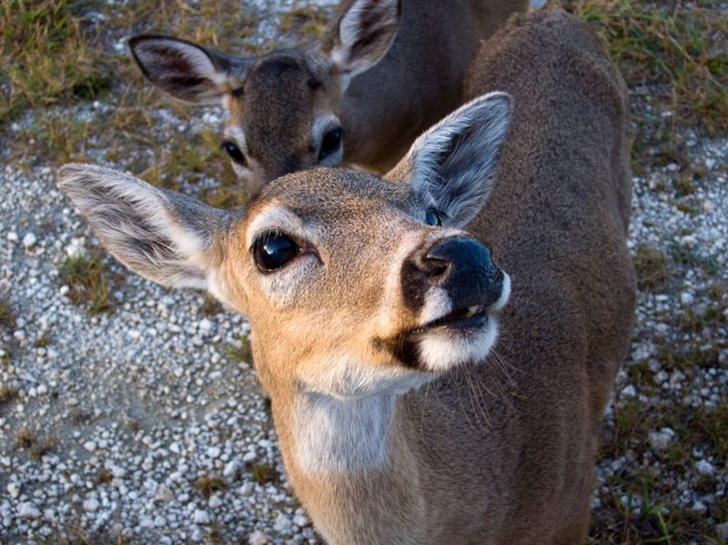 Herbivores Breaking The Mold: When Eating Meat Becomes Necessary