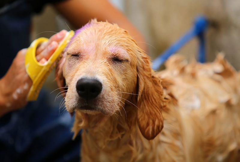 Grooming Needs Surprise
