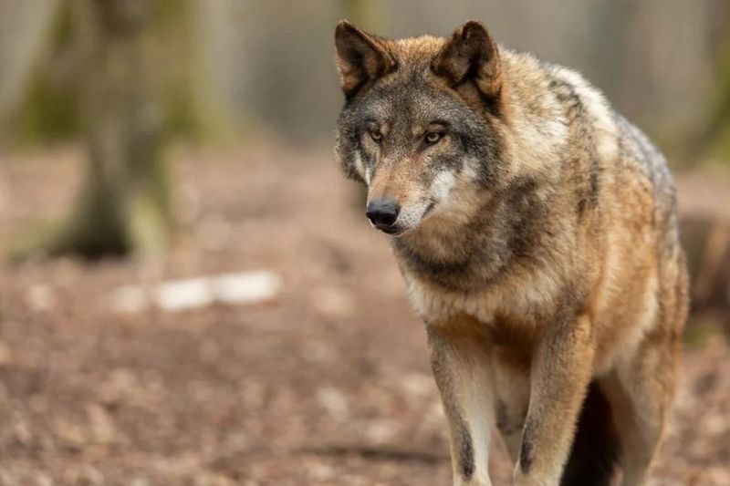 Conservation Success And Conflict