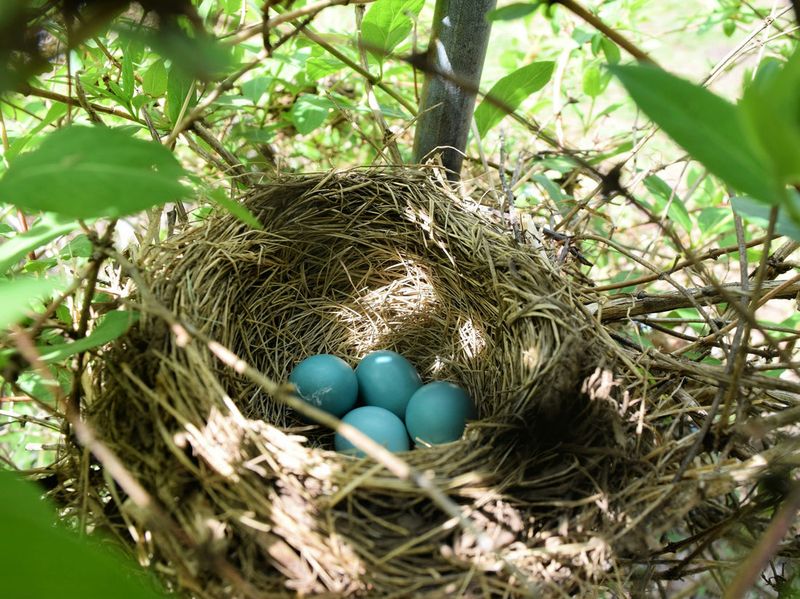 Egg-Turning Rituals