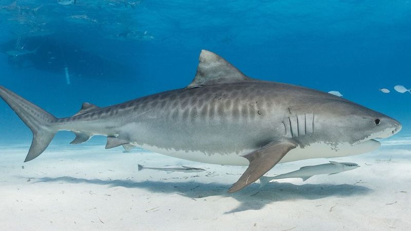 What These Changes Mean For Ocean Ecosystems