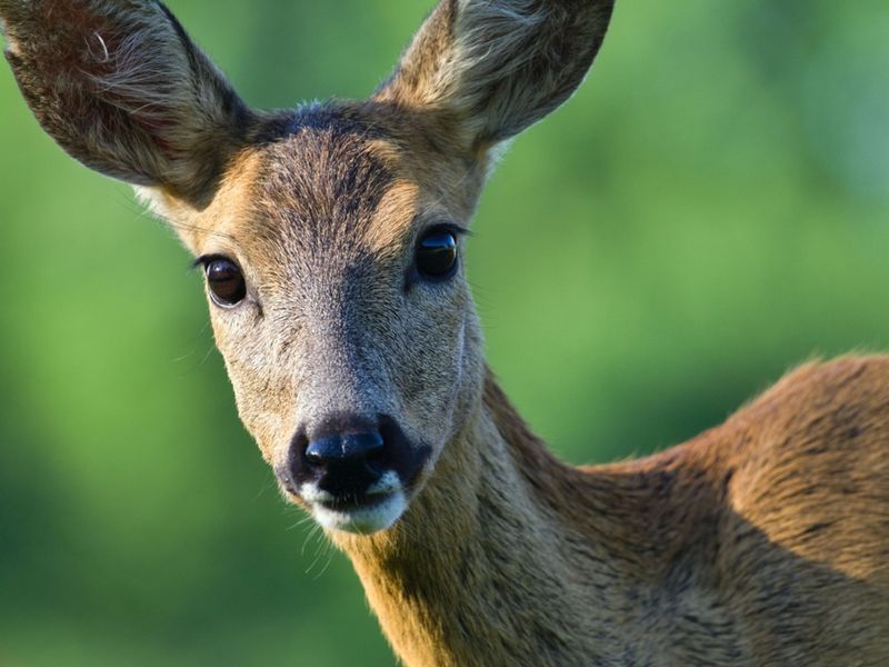 Unusual Deer Or Prey Animal Behavior