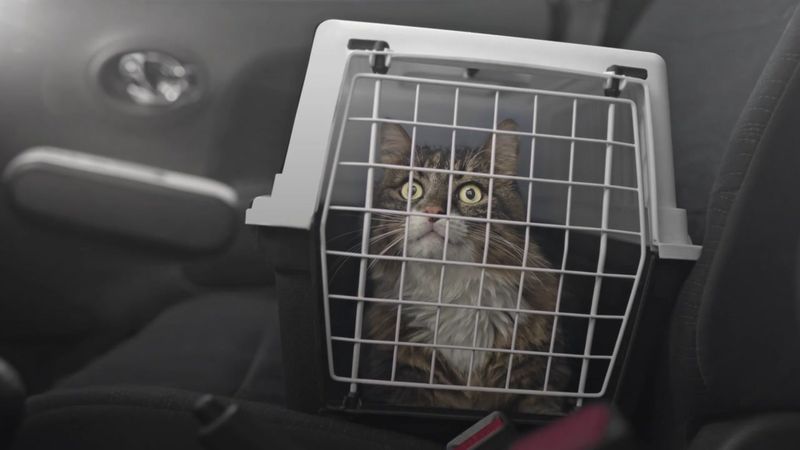 Car Rides Create Feline Nightmares