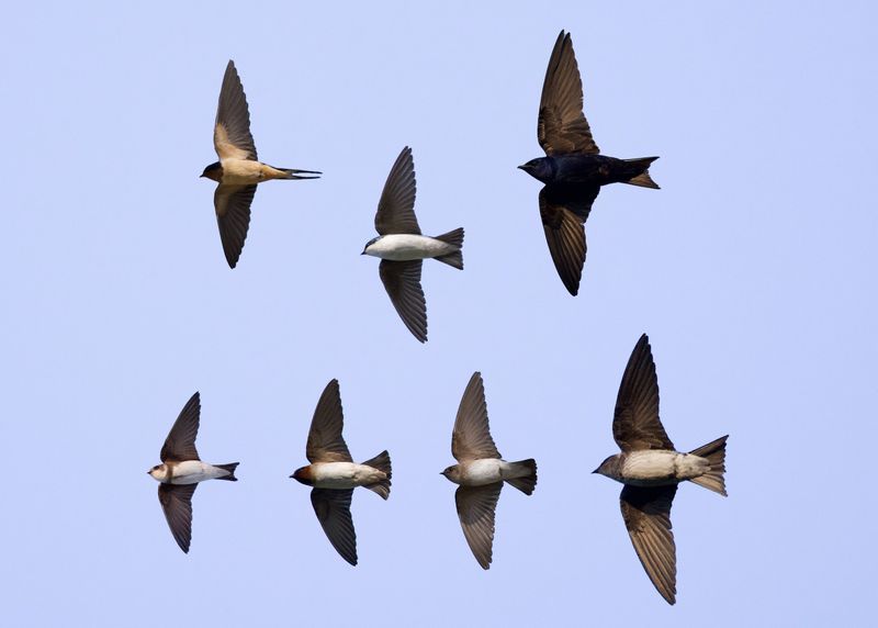Special Flight Patterns
