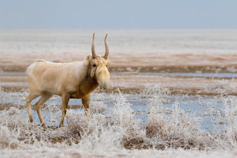 Conservation Success Stories Emerging